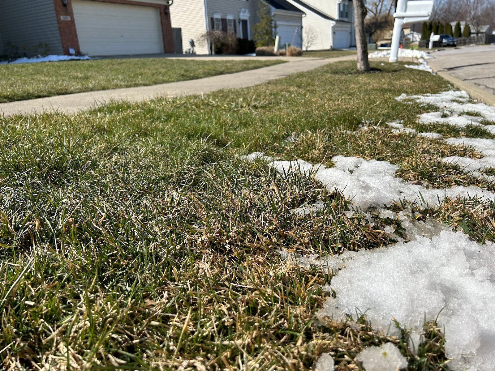 4 Ways to Know if Your Lawn is Dying?